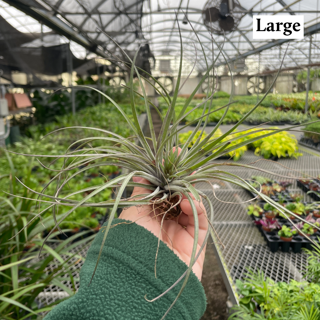 Thorsen's Greenhouse - Wholesale Live Plant - Air Plant - Assorted16