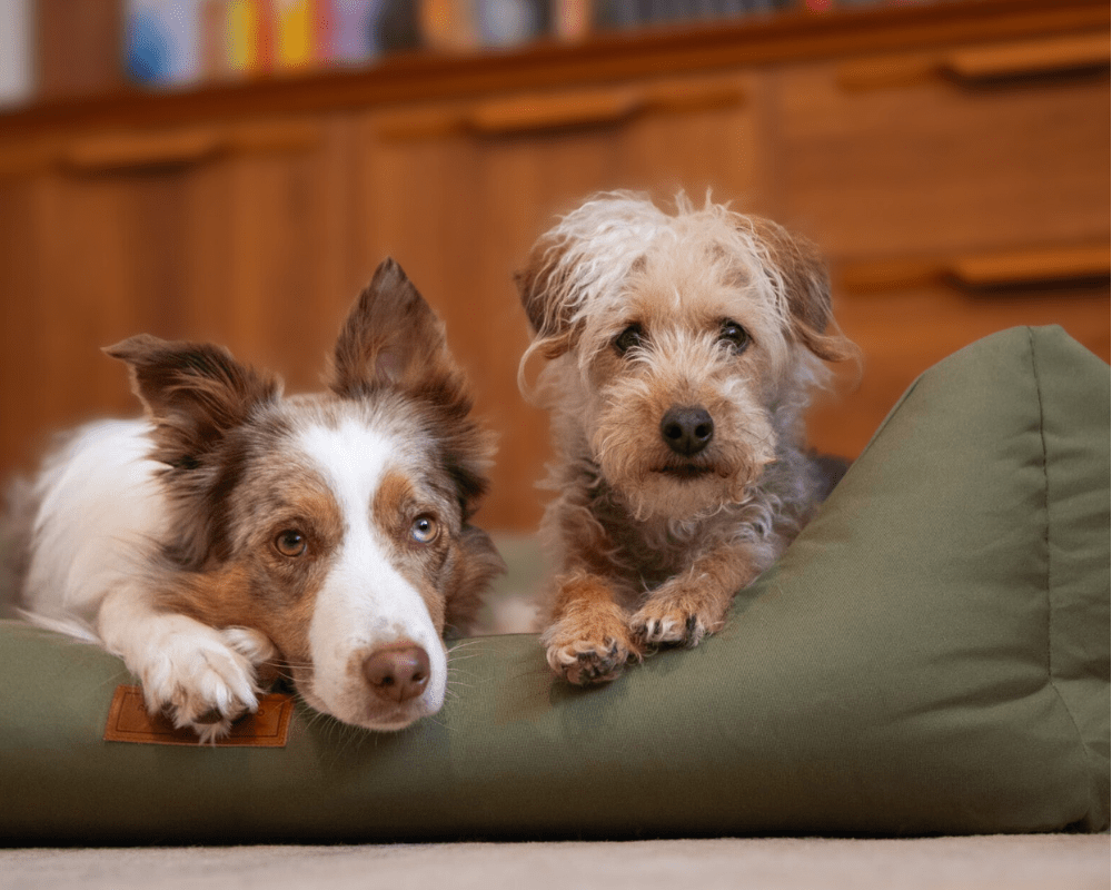 Ralph & Co - Wholesale Pet Bed - Dog - Waterproof & Memory Foam Dog Bed With Removable Covers | Henley1