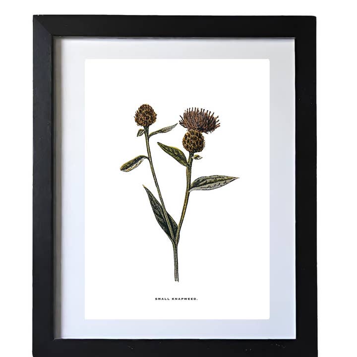 Coultura - Wholesale Gallery Wall Set - Framed Vintage Botanical Floral Wall Art Prints: Set Of Six2