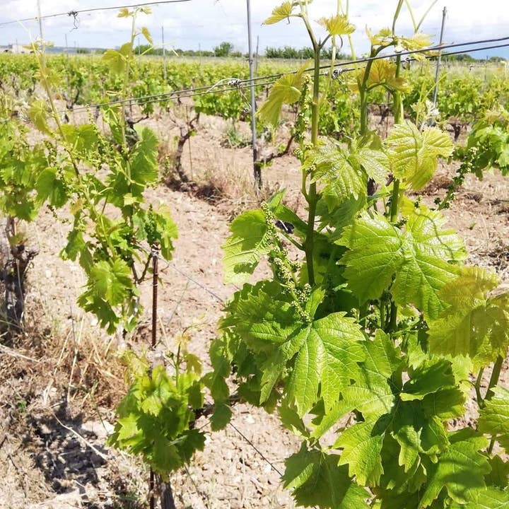De Quarto Vitivinicoltori - Wholesale Red Wine - Albiria Primitivo di Manduria Dolce Naturale