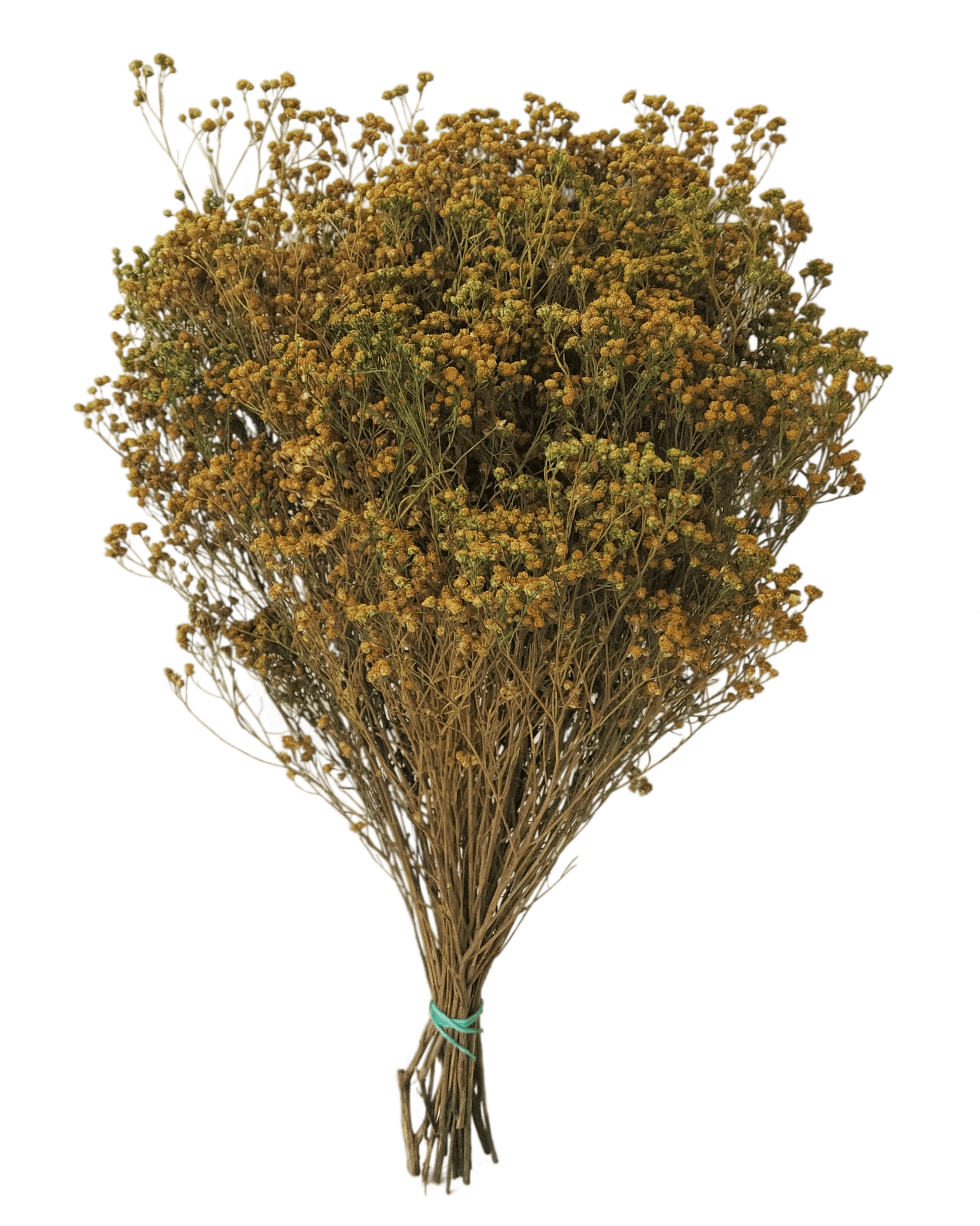 Concari.flores Preservadas - Wholesale Dried/Pressed Flowers - BROOMS PRESERVED6