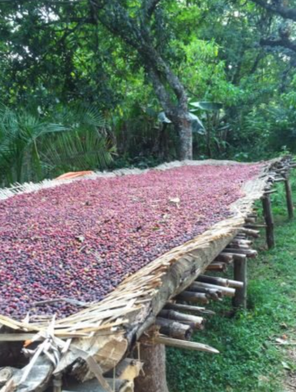 Arise & Grind Coffee – Engroshandel Kaffebønner – Etiopien Harrar Natural2