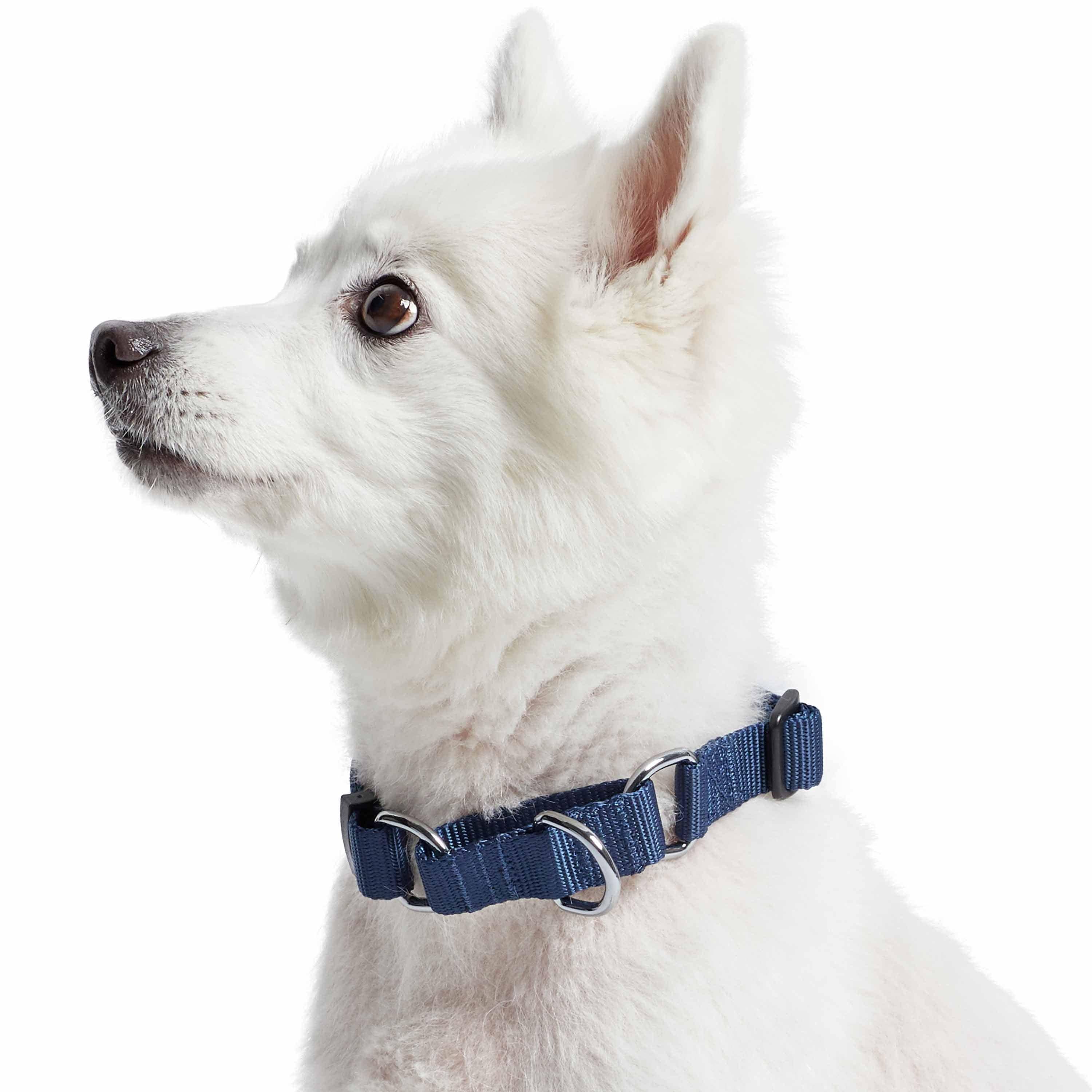 Blueberry Pet – Großhandel Haustierhalsband – Hund – 4 Farben, Klassisches Martingale-Hundehalsband10