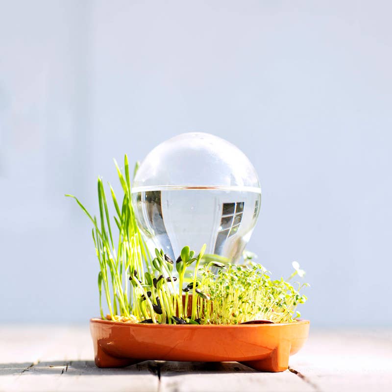 House Of Thol - Wholesale Kitchen Tool/Gadget - PATELLA CRESCENDA - Microgreen sprouting kit 4