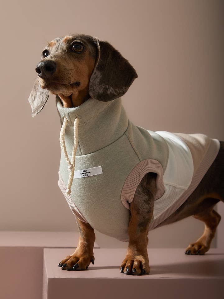 Dackel Farbblock Rollkragenweste SHEAR für den Großhandel von The Striped Dog