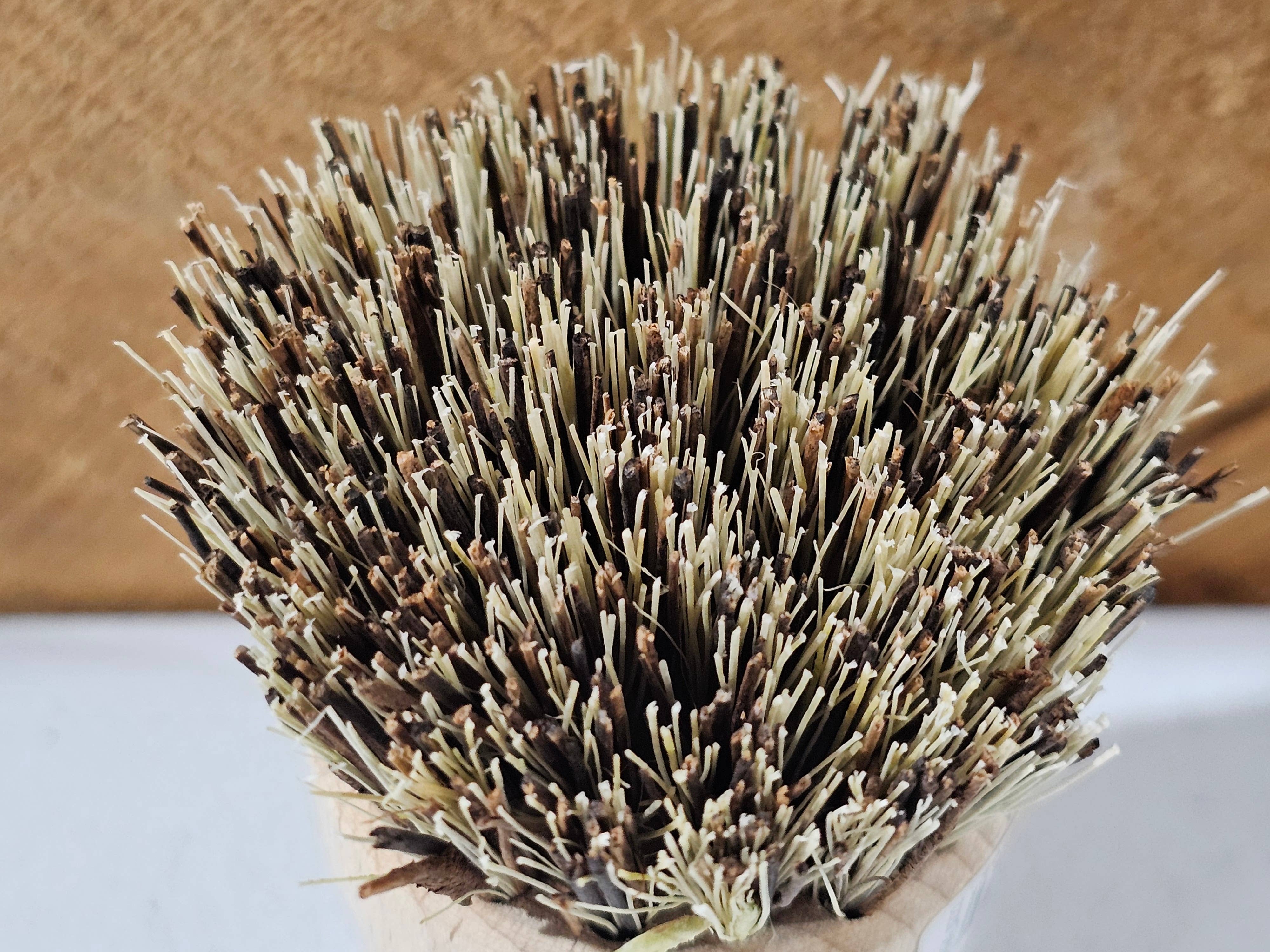 La Belle France - Wholesale Cleaning Brush - Beechwood Pan Brush with Sisal Bristles - Made in France6