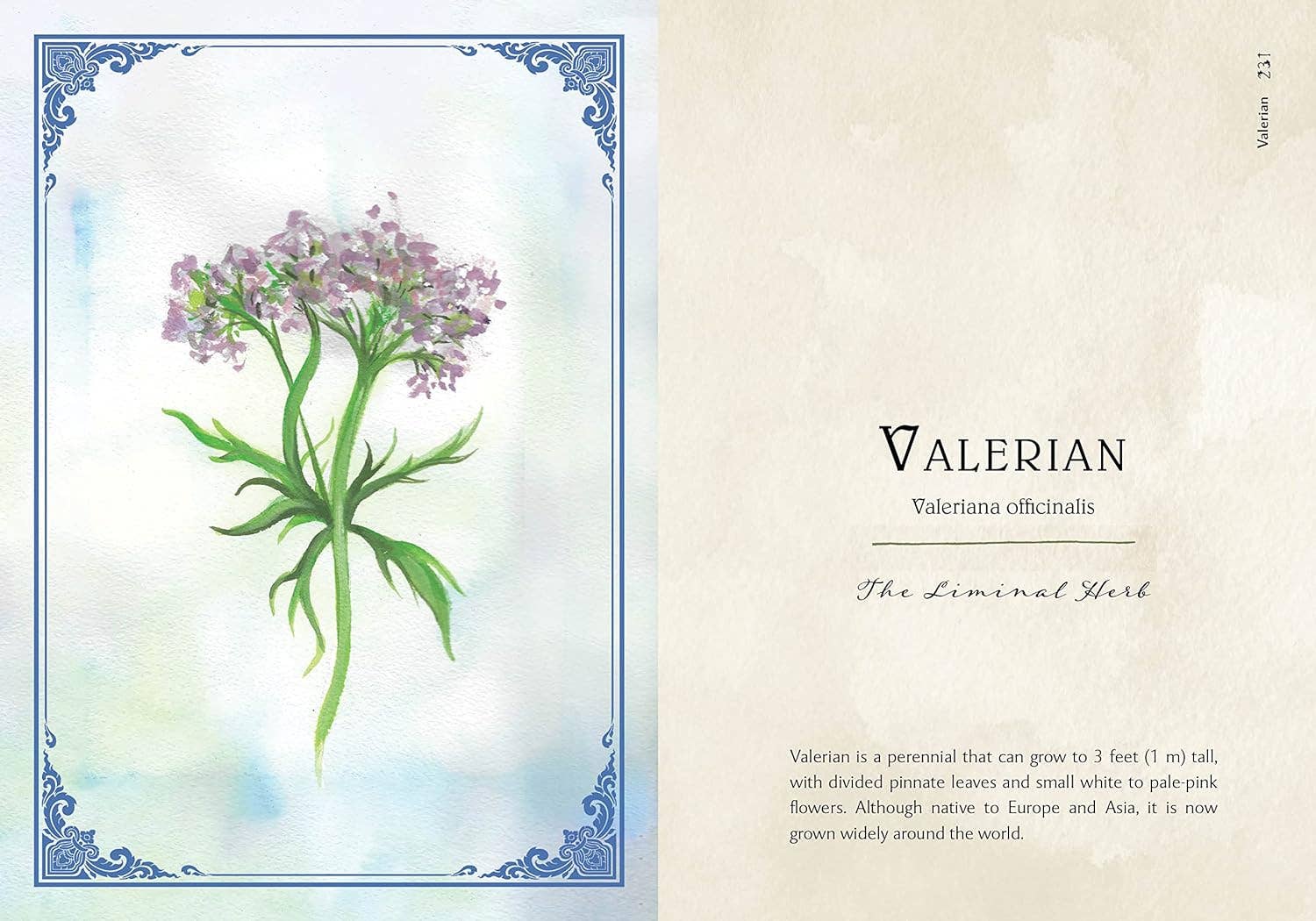 Blue Star Press - Wholesale Nature & Outdoors Book - Wild Medicine: Illustrated Guide to the Magick of Herbs9