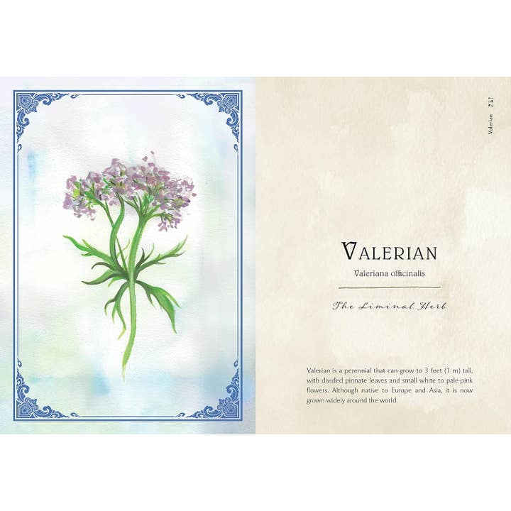 Blue Star Press - Wholesale Nature & Outdoors Book - Wild Medicine: Illustrated Guide to the Magick of Herbs9