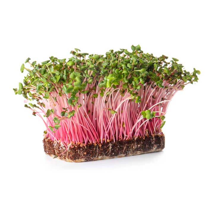 Creator Wellness - Wholesale Plant Seeds - Radish Microgreen Growing Kit, Quick Harvest in 10 Days11