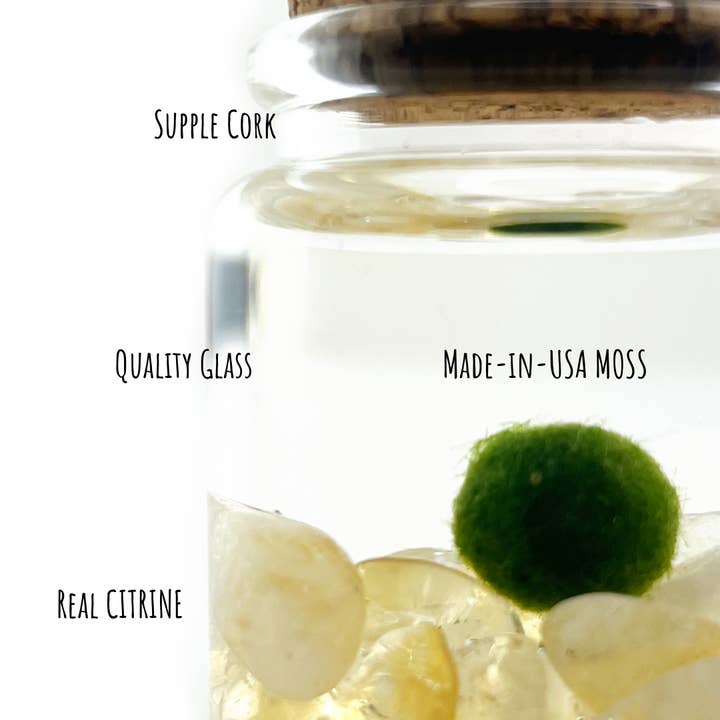 Moss Amigos | Moss Ball Terrariums - Wholesale Live Plant - Small Marimo Moss Ball Terrarium with Citrine Gemstones3