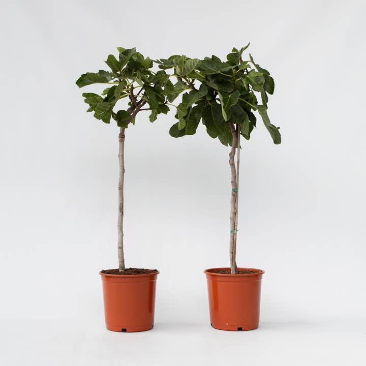 Albero di fico – 2 piante – Ficus carica – Fico vero con frutti commestibili – Pianta da frutto resistente al freddo per giardino, balcone e terrazza – Facile da curare e decorativa – Altezza 70–90cm – Ø21cm e ulteriori Risultati per prezzo carrube all'ingrosso. Resi gratuiti e termini di pagamento a 60 giorni su Faire in tendenza su Faire.