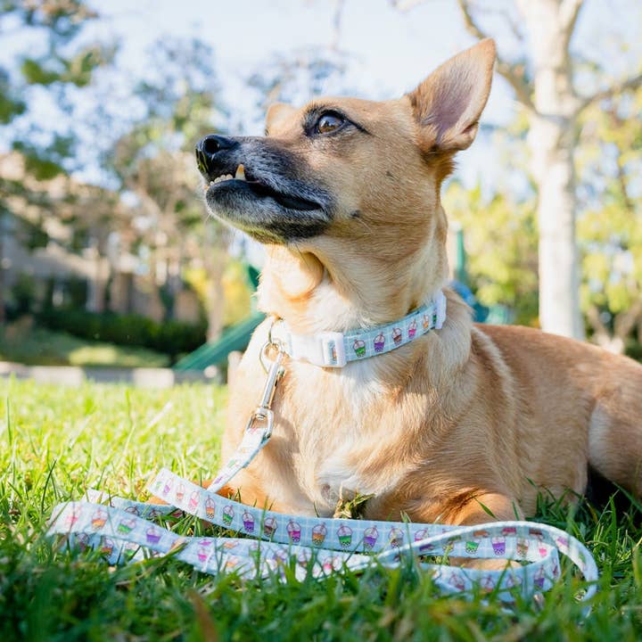Pawsonify - Wholesale Pet Leash - Dog - Boba Leash1