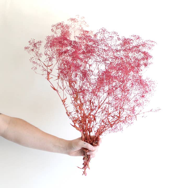 Roxanne's Dried Flowers - Wholesale Dried/Pressed Flowers - Gypsophila - Preserved Mini
