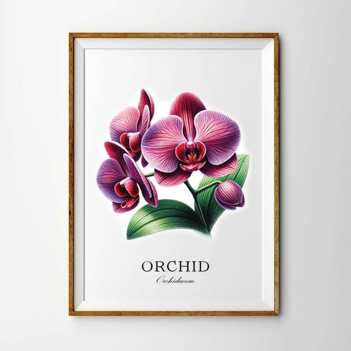 Ilustración Botánica de Orquídea Dibujada a Mano Impresión para venta al por mayor de The Artisan Gift Co.