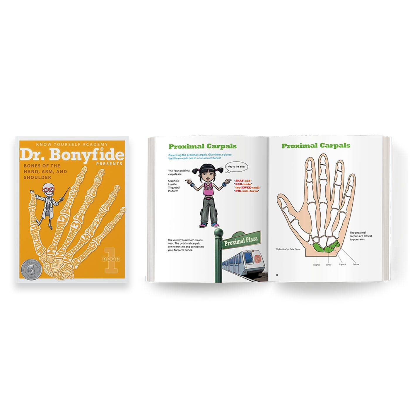 Know Yourself - Wholesale Baby & Toddler Book (0-2) - 206 Bones of the Human Body Bonus Bundle1