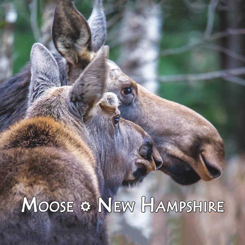 White Mountain Images - Wholesale Magnet - 7508 -  Moose Magnet0