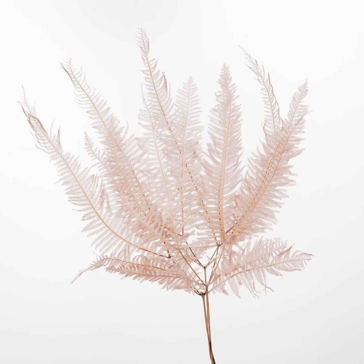 2626 Designs - Wholesale Dried/pressed flowers - Dried Preserved Mountain Fern | Realistic & Lasting Decor0