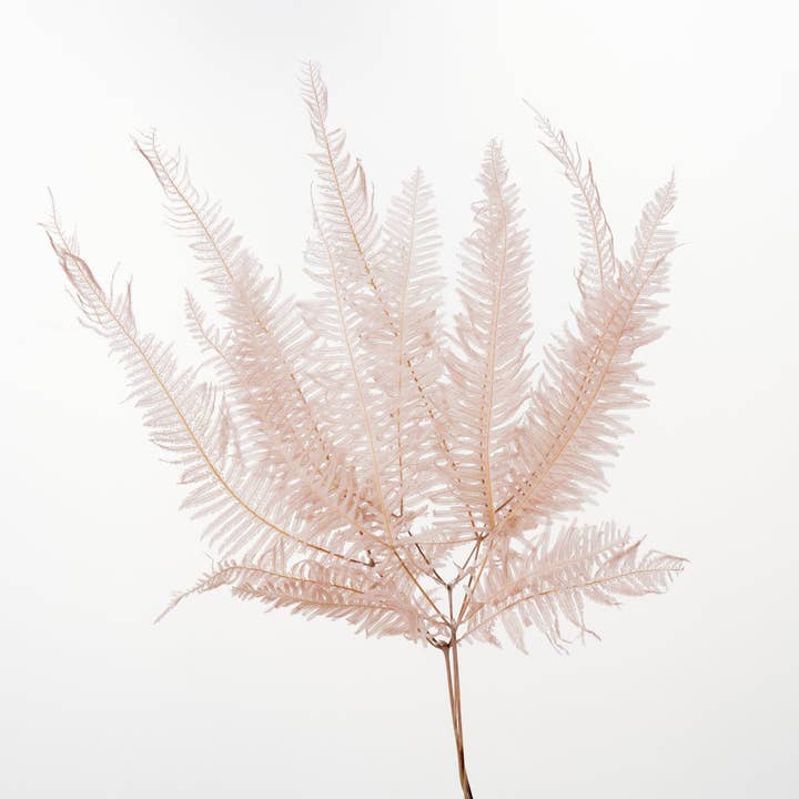 2626 Designs - Wholesale Dried/Pressed Flowers - Dried Preserved Mountain Fern | Realistic & Lasting Decor