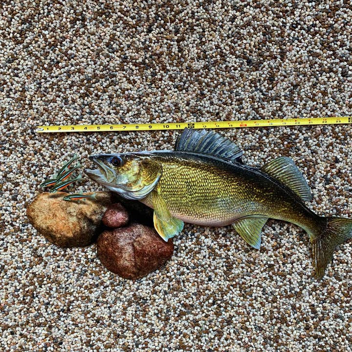 Reelistic Replicas - Wholesale Wall Accent - Walleye Replica Mount - 24 Inch Walleye Replica Scene4