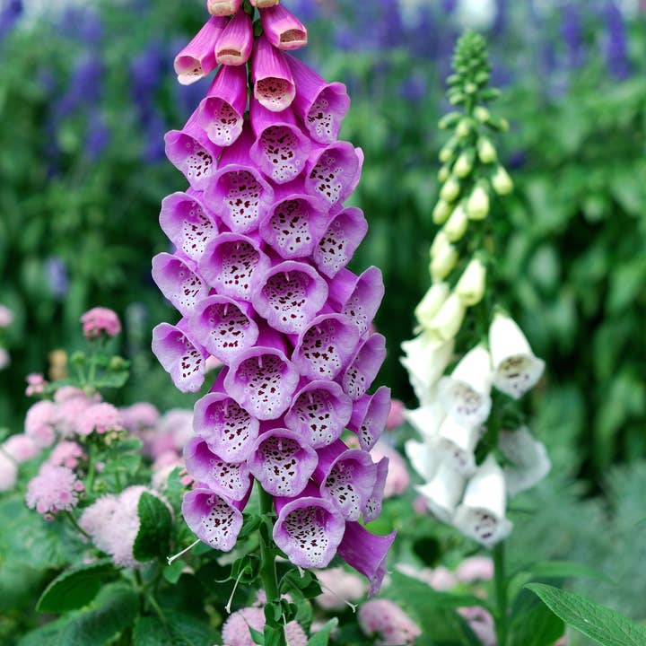 Bentley Seed Co. - Wholesale Plant Seeds - Bulk 250 Piece Eastern Region Flower Seed Packets