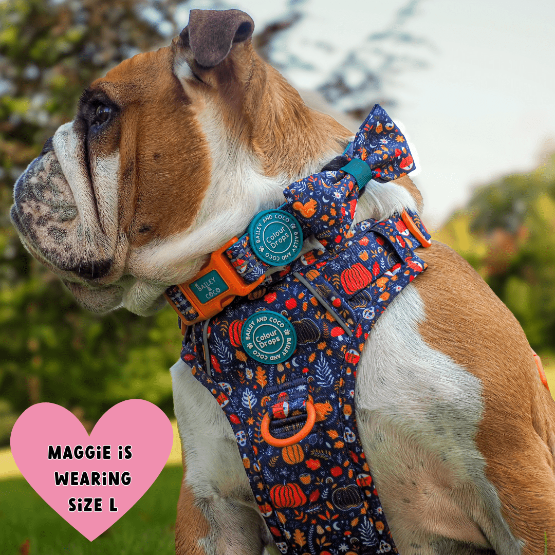 Bailey and Coco – wholesale Pet collar – Dog – Trail & Glow® Adjustable Collar - COLOUR DROPS® - Bewitched2