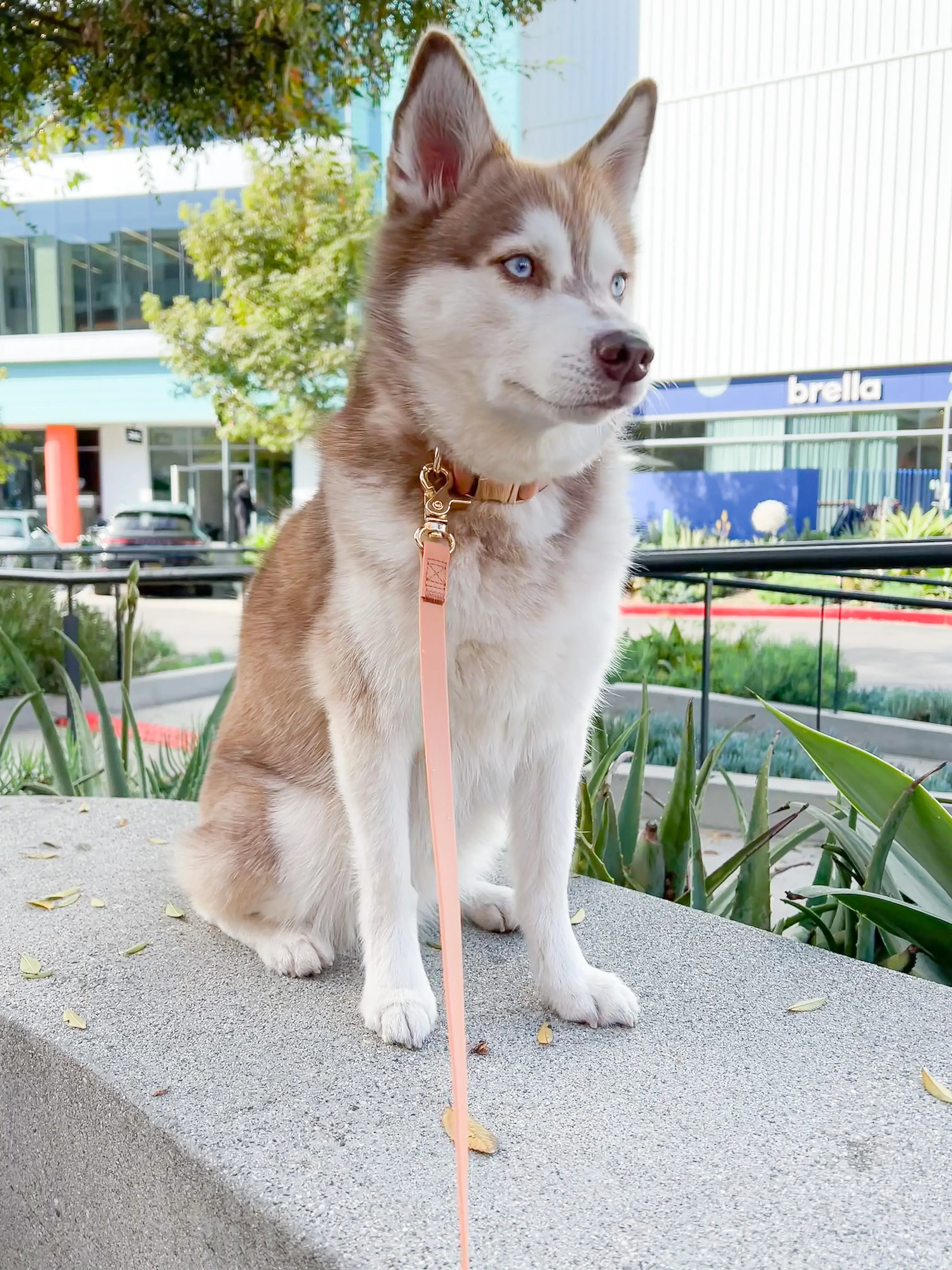 SUNNY TAILS - Wholesale Pet Leash - Dog - Dog Leash Waterproof - Brown, Lightweight, 4 ft, 5 ft, 6 ft1