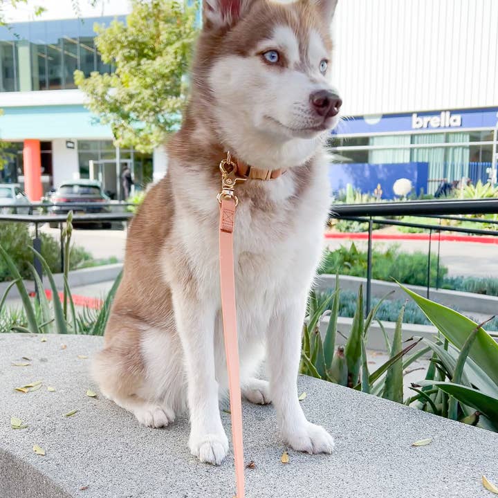 SUNNY TAILS - Wholesale Pet leash – Dog - Dog Leash Waterproof - Brown, Lightweight, 4 ft, 5 ft, 6 ft1