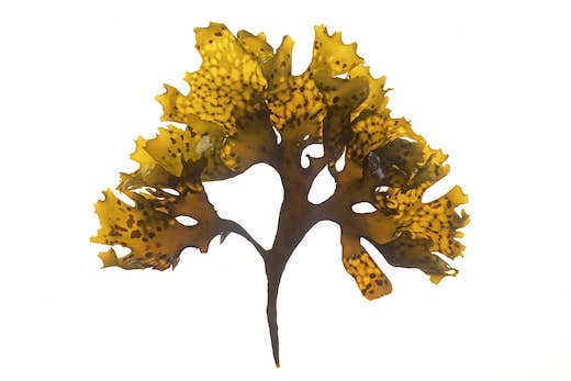 Sea Moss Organics LLC - Wholesale Oral Supplement/Vitamin - Sea Moss Gel and Strawberries (Chondrus Crispus) – 16 oz2