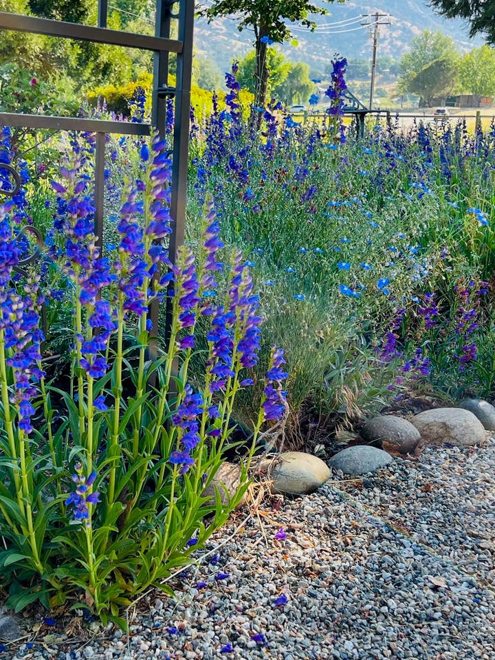 Rocky Mountain Penstemon Seeds for wholesale by Decker Rd. Seeds