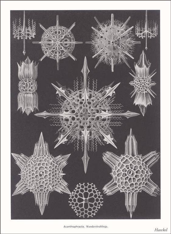 Found Image Press – wholesale Magnet – Magnet SE-143 Acanthophracta. Wunderstrahlige0