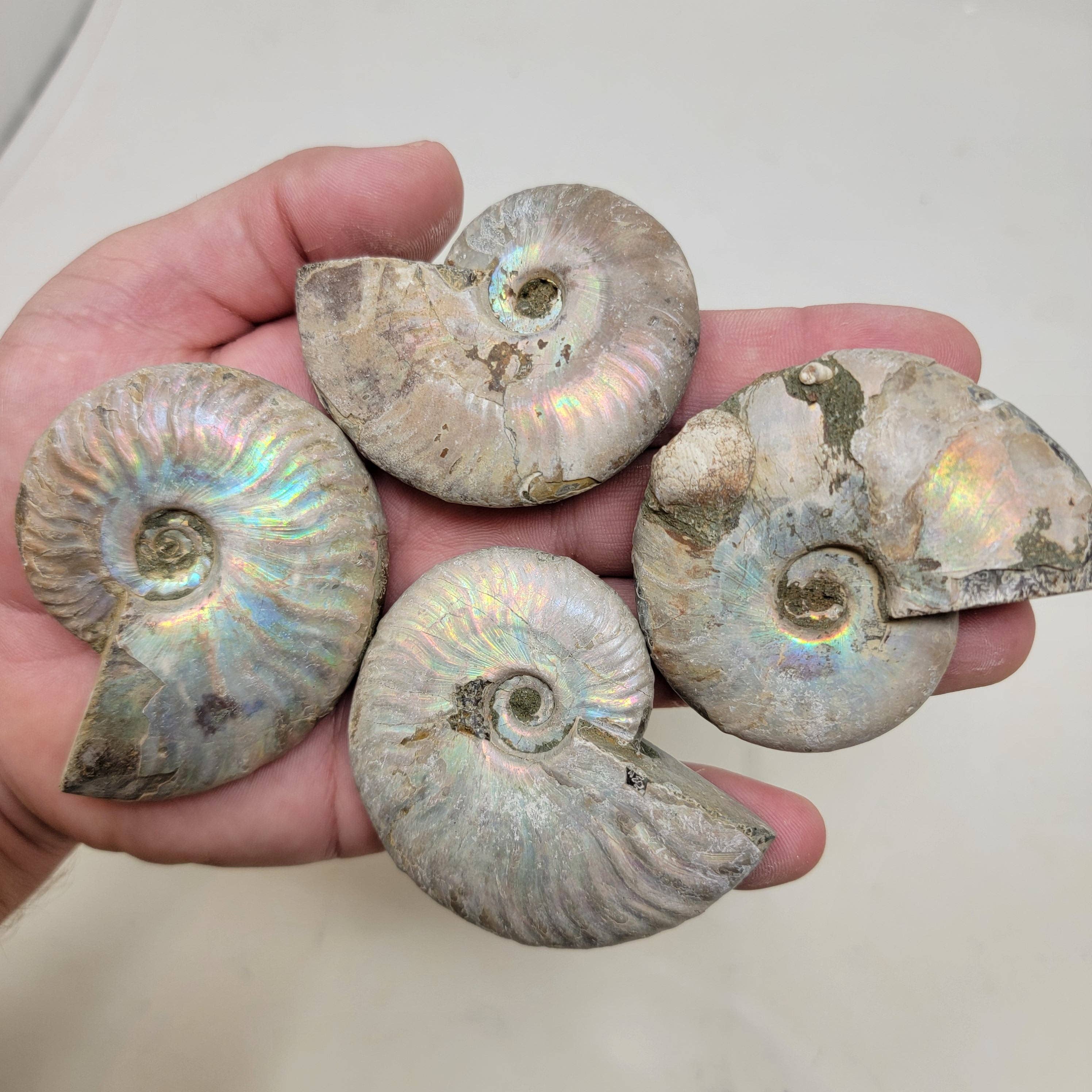 Lapidary Central - Wholesale Spiritual Stone/Crystal - Silver Iridescent Ammonite Fossil!  110 Million Years Old!1