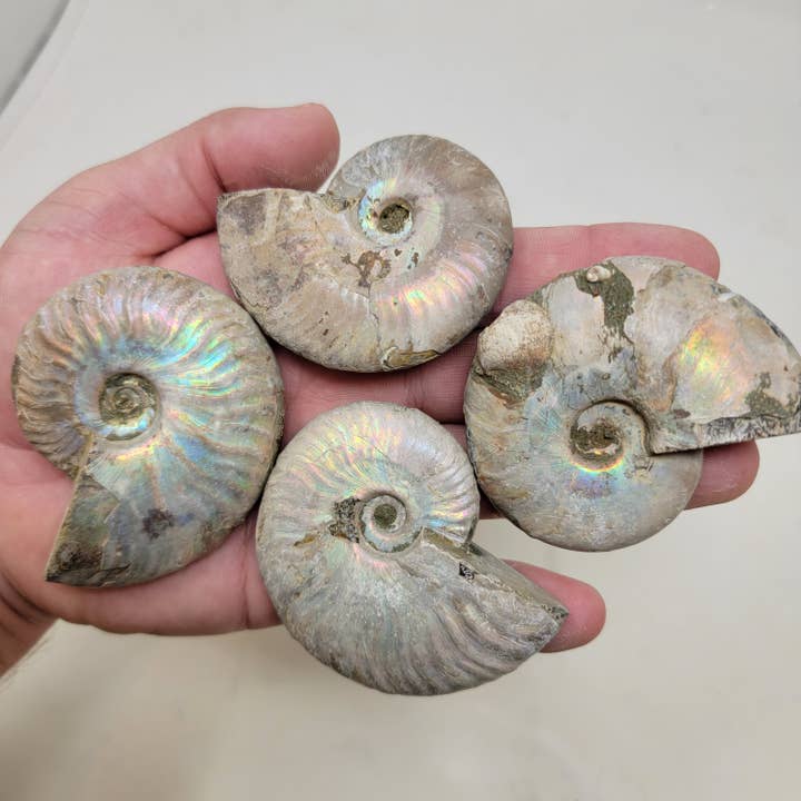 Lapidary Central - Wholesale Spiritual Stone/Crystal - Silver Iridescent Ammonite Fossil! 110 Million Years Old!1