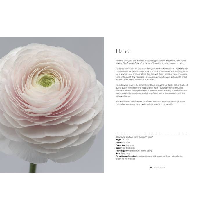 Gibbs Smith - Wholesale Book - Adult - Ranunculus: Beautiful varieties for home and garden