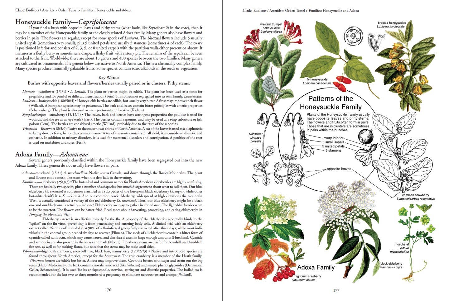 HOPS Press LLC - Wholesale Nature & Outdoors - Botany in a Day: The Patterns Method of Plant Identification3