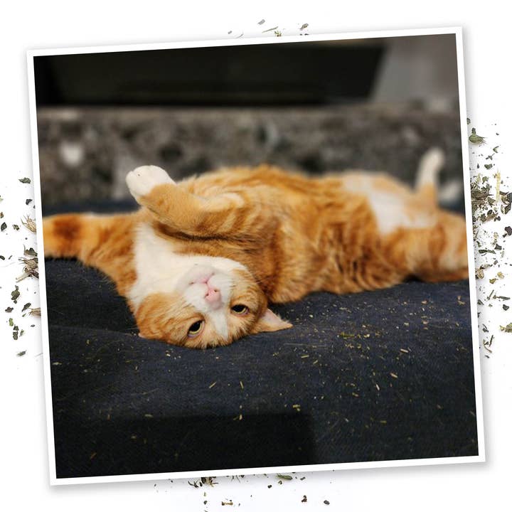 SmarterPaw | Meowijuana & Doggijuana - Wholesale Catnip - Mice Dreams - Passion Flower, Lavender, and Catnip Blend3