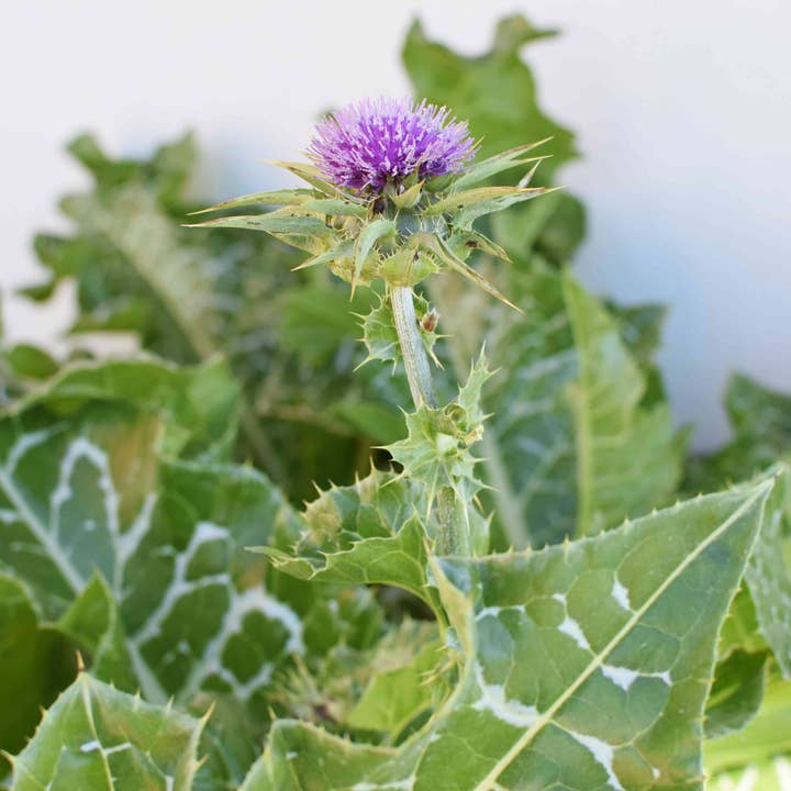 Teinture aux herbes de chardon-Marie pour la vente par Daydream Organics | Prairie Doctor Brand