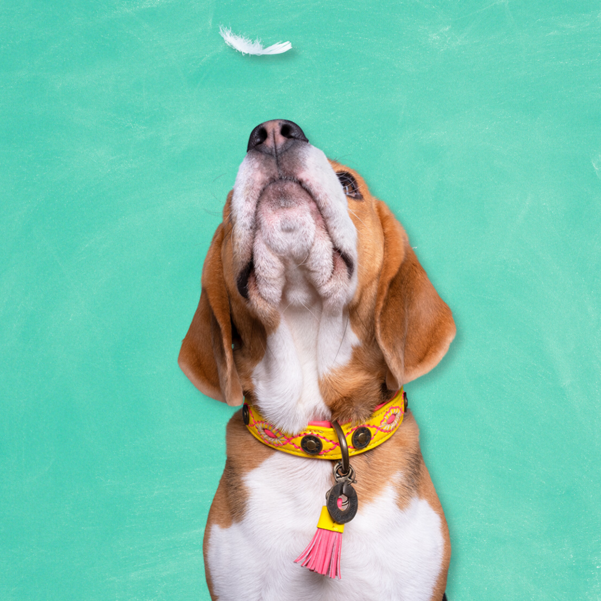 Dog with a Mission - Wholesale Pet Collar - Dog - Collar Urban JESSY1