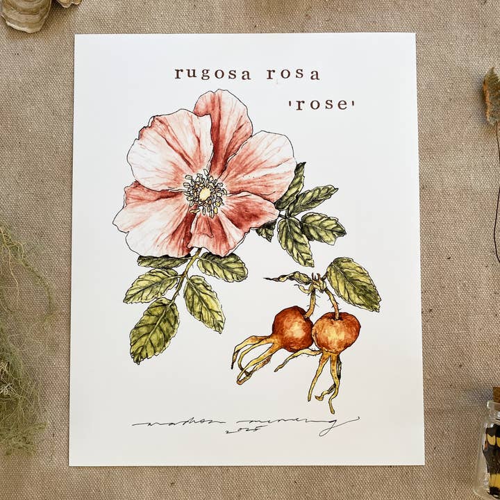 Impression 'Rugosa Rosa, Rose' pour la vente par Madison Memering (mamemering)