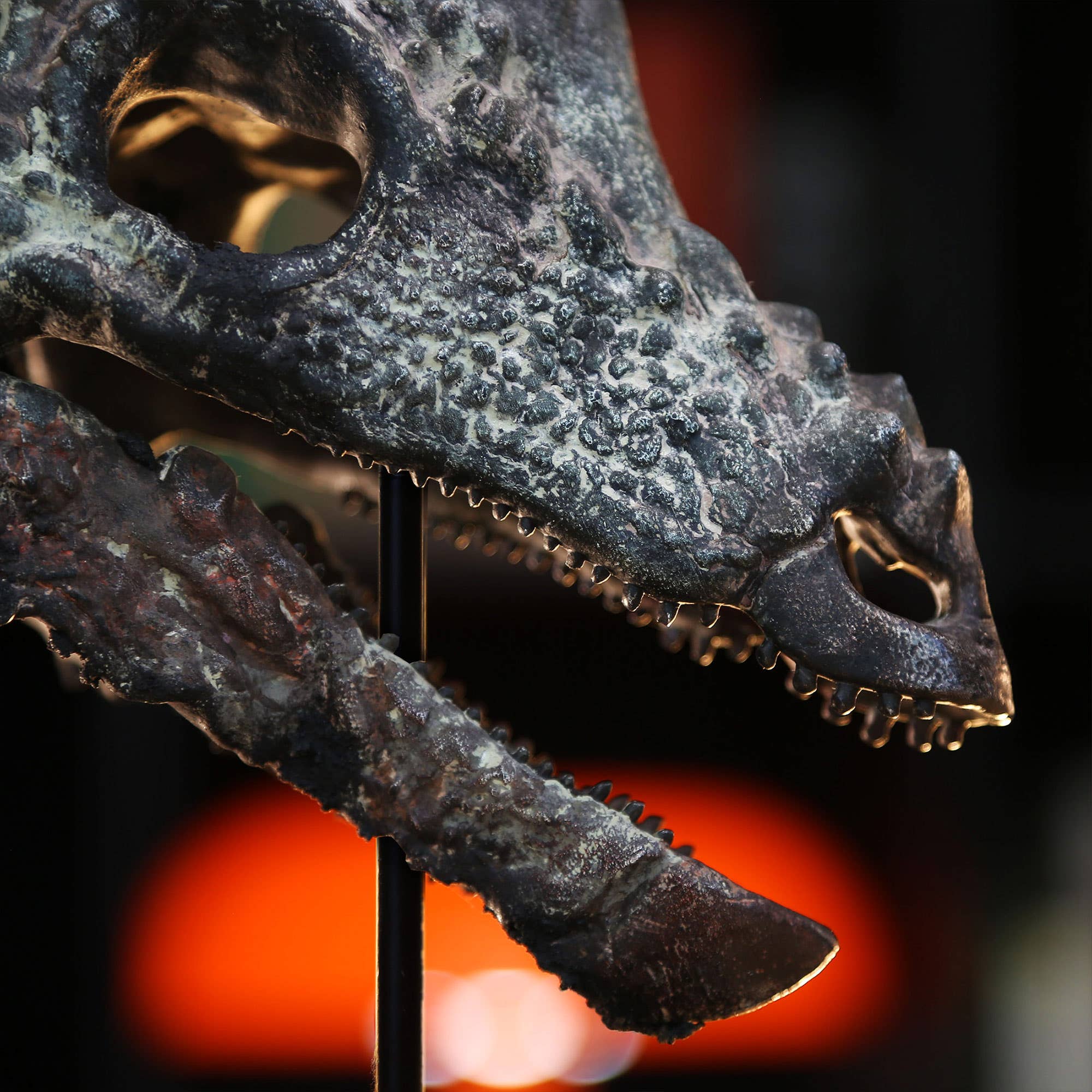 Curated Studio - Vendita all'ingrosso Statuette decorative - Replica dipinta di modello 3D di cranio di dinosauro Pachycephalosaurus2