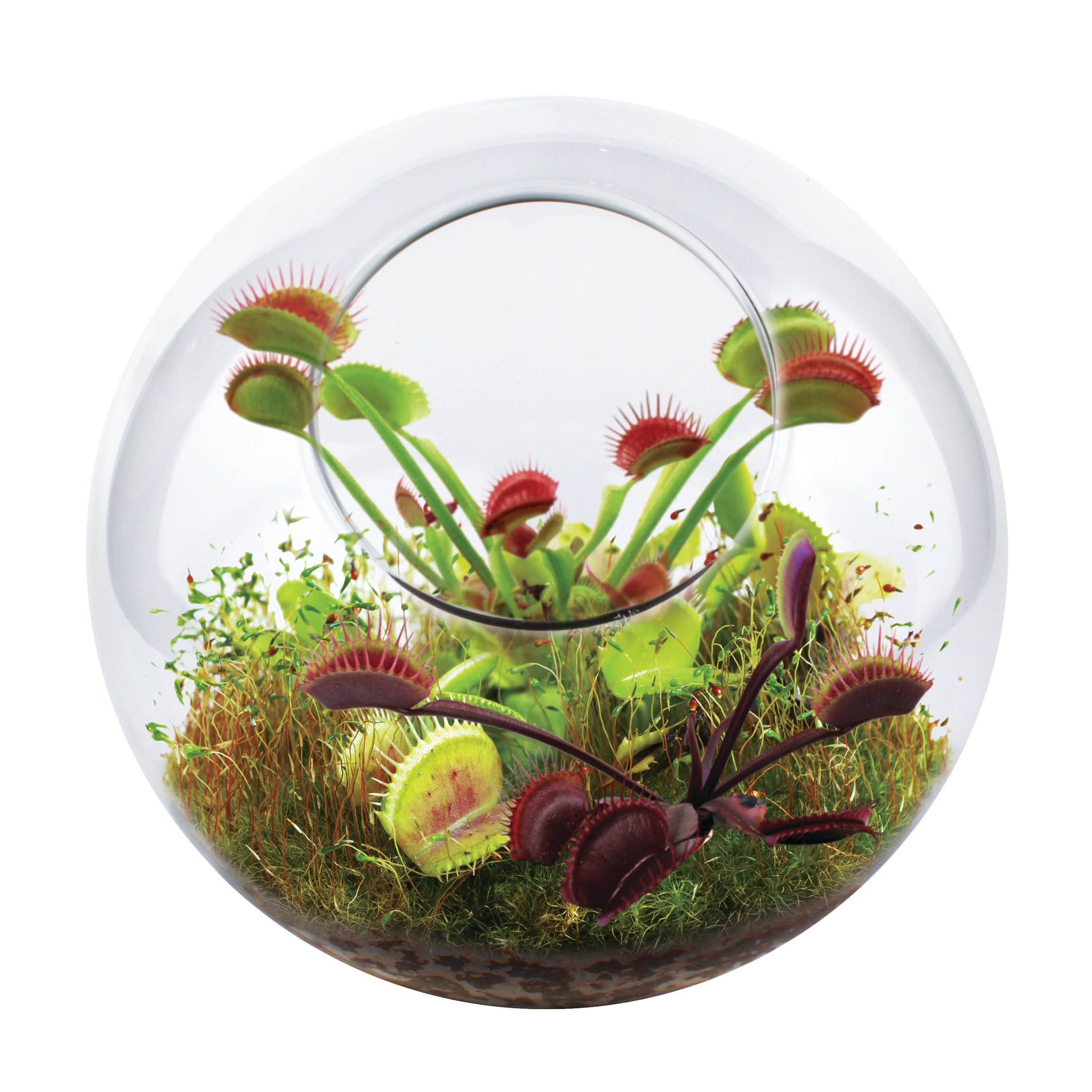Silver Circle Products - Vente Terrariums - Kit de graines pour terrarium en verre Flytraps1