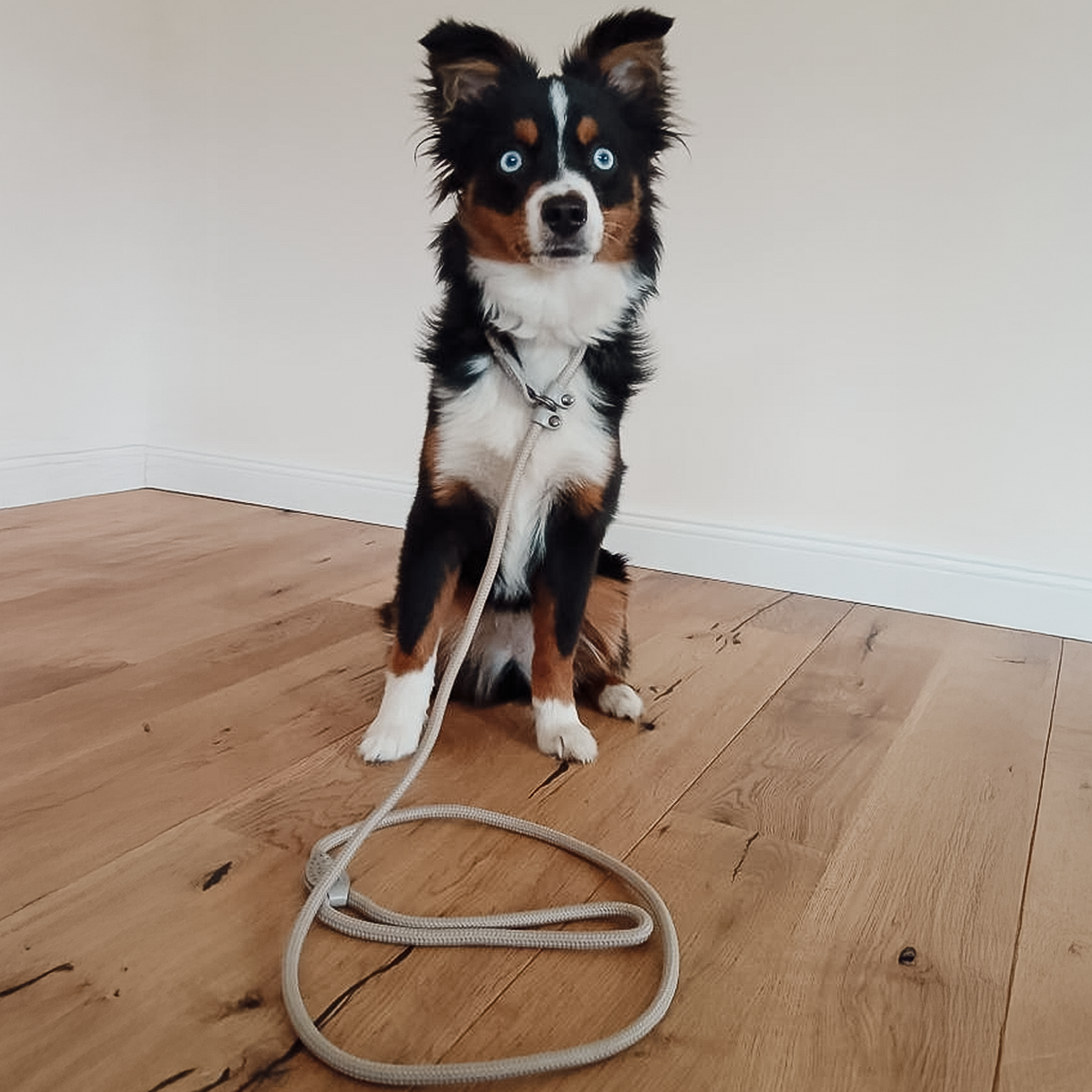 ne&no - Wholesale Pet Leash - Dog - ne&no® Retriever Leash - Rope Leash with Integrated Collar3