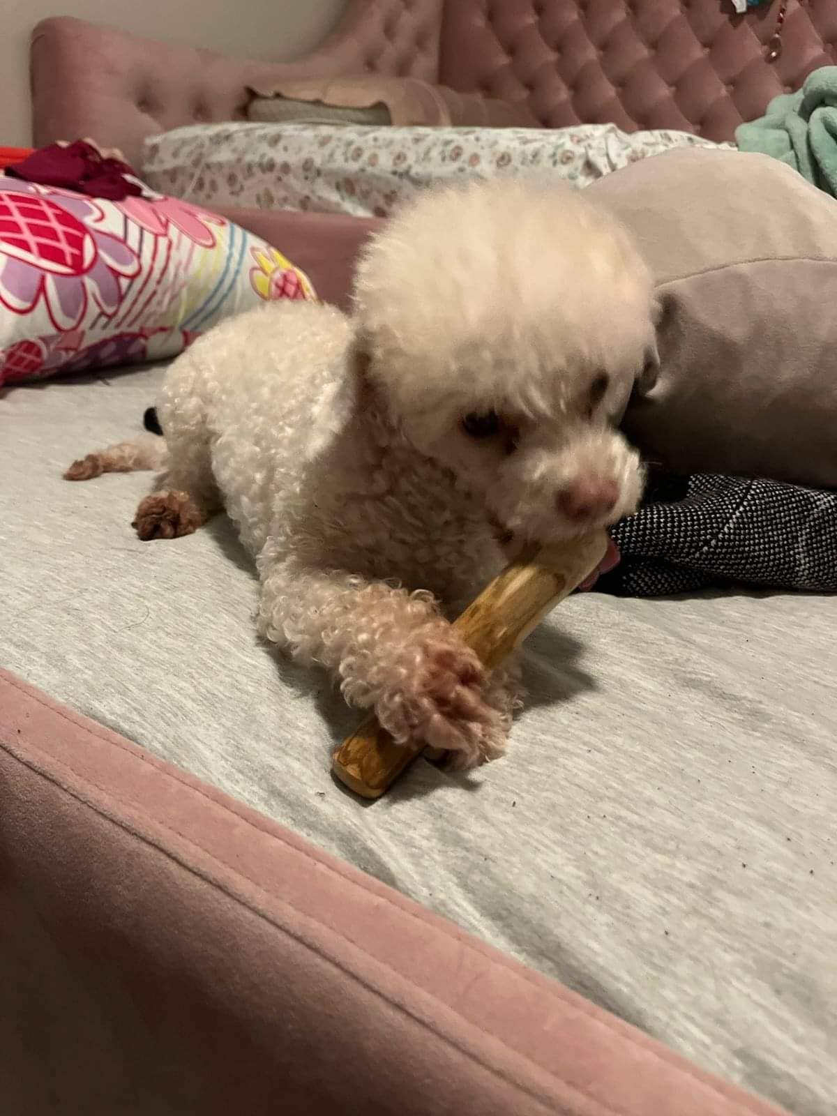 Loyalty Pet Products - Wholesale Pet Chew Toy - Dog - Croc Chomps - 100% Organic and Sustainable Coffee Wood Chews2