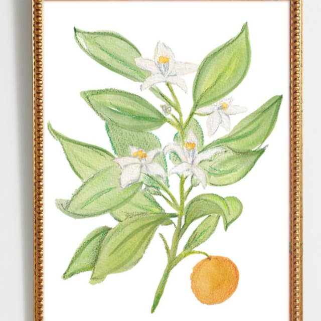 Lauren Q Design Studio - Wholesale Art Print - Orange Blossom Botanical Watercolor Print1