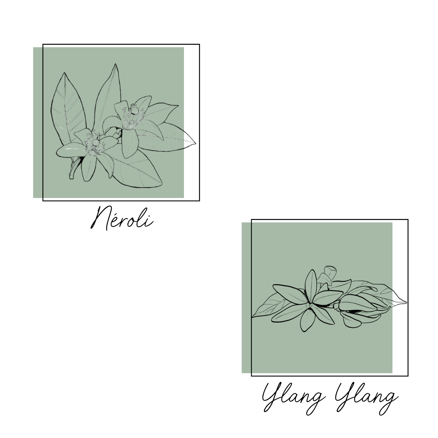 Essences Naturelles Corses - Wholesale Parfum/Eau de toilette - Een midzomernachtdroom - Eau de Parfum - 50 ml3