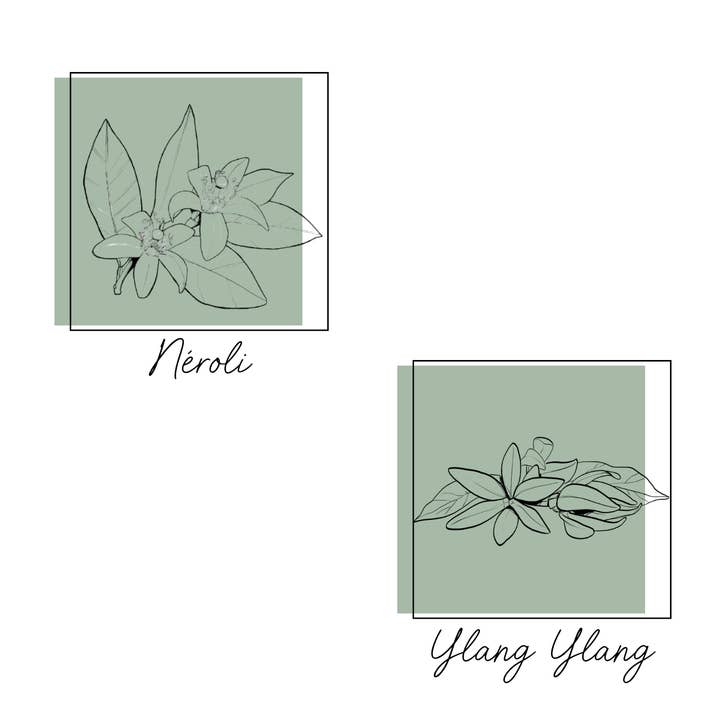 Essences Naturelles Corses - Wholesale Perfume/Eau de Toilette - A Midsummer Night's Dream - Eau de Parfum - 50ml3