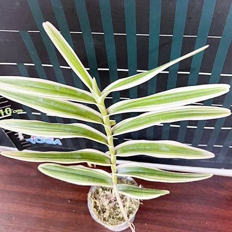 Arachnis Maggie Oei (variegata) variegated 2.5" Fragrant | Rare Houseplant for wholesale by OrchidBox