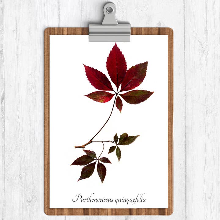 Ecobota - Vente Affiche d'art - Feuilles d'automne Virginia Creeper Botanique Imprimé