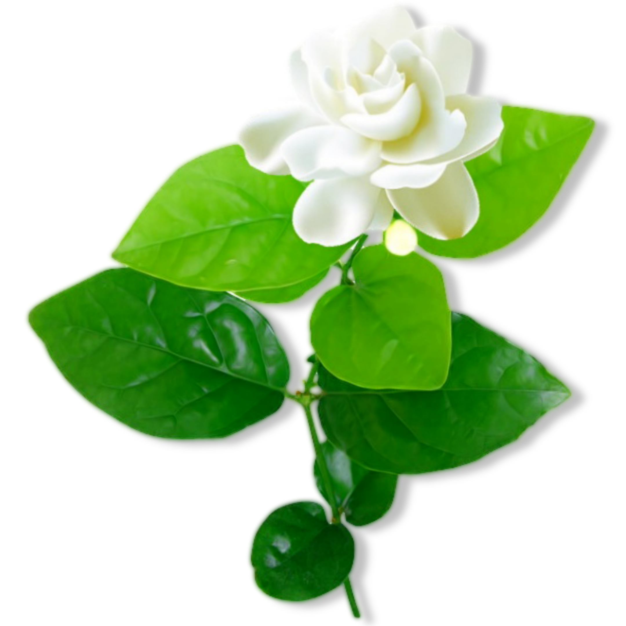 Arômes & Évasions - Wholesale Fragrance Oil - Fragrance Oil - Gardenia1