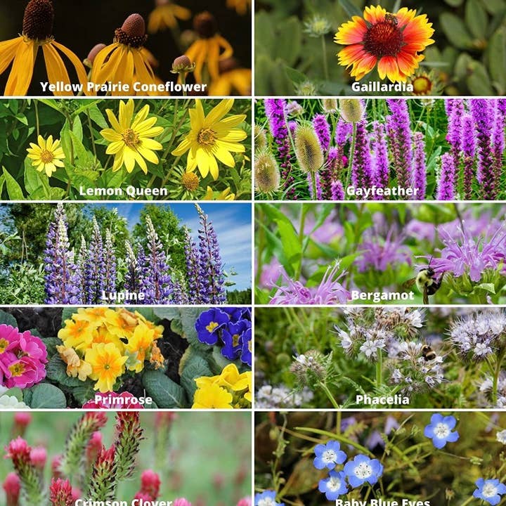 Alma Boheme Handmade - Wholesale Plant seeds - Wildflower Seed Paper Earth5