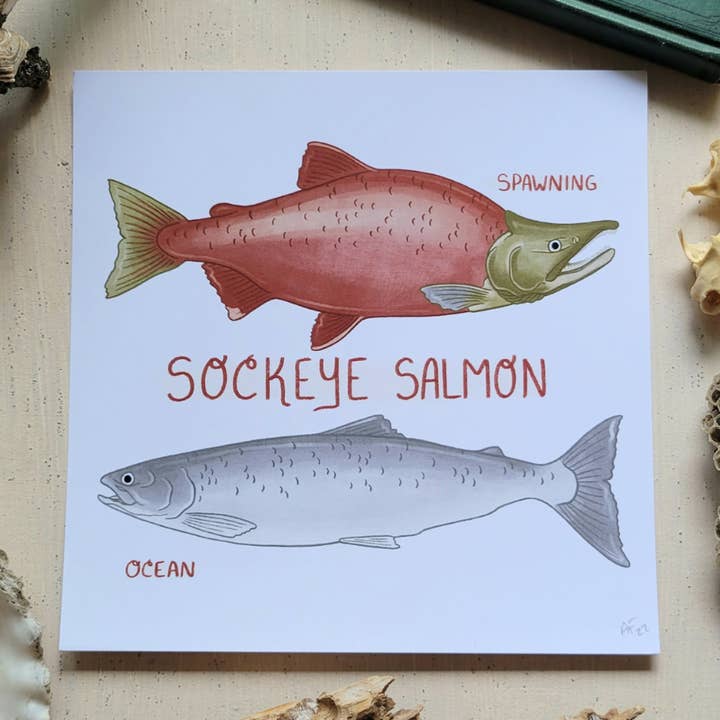 Sockeye Art Print for wholesale by The Hollowbird